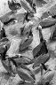 BI7555bw.jpg