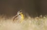 Eastern Meadowlark Copyright Mark Graf grafphoto.com