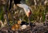 Sandhill crane tending to chick and egg