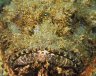 Scorpionfish