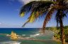 Dominica palm tree