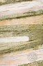 birch bark