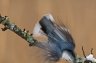birdgoof.jpg