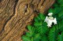squirrel corn