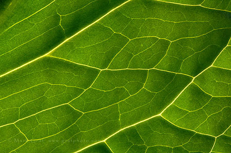 Skunk cabbage leaf