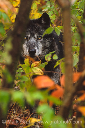Endangered Gray Wolf