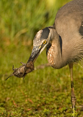 heron catching vole
