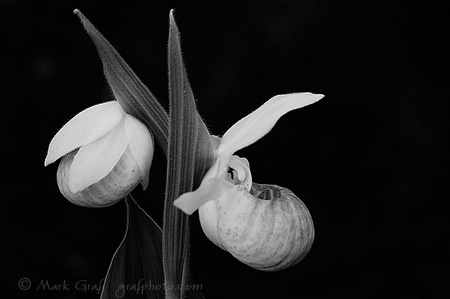 Showy lady slippers