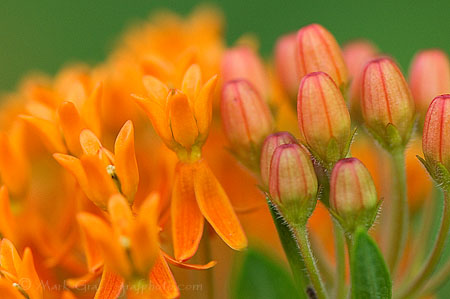 butterfly weed