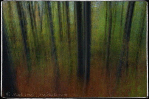 Rechberg woods