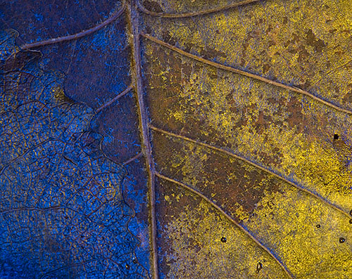 colored leaf Copyright Mark Graf grafphoto.com