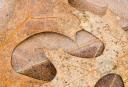 leaf photographs pictures