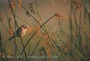 Song Sparrow