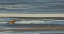 Goldeneye in ice flow