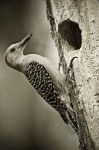 Mono Pecker