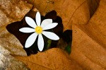 Bloodroot
