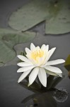 Water Lily Water Lily & pads