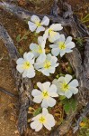 Desert Primrose