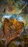 Swamp Oil