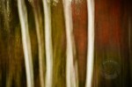 Shaking the trees