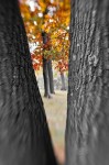 Lensbaby & trees