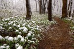 Snowfall on Mayapples Snowfall in May