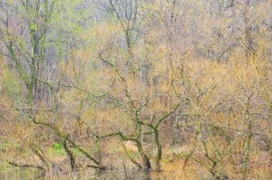Spring textures, Clinton River Park, Nikon D700, 70-200 f2.8 VR Spring textures