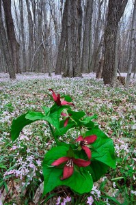 Red Trillium & Spring beauty carpet, Nikon D700, 17-35 f2.8 AFS Red Trillium & Spring Beauty