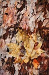 Wet maple leaf on red pine bark, Nikon D700, 200 mm f4 macro lens Maple and Pine