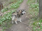 Spring walks