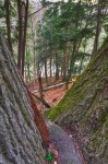 Pine woodland hillside by the Black River, Ruby, Michigan - Nikon D700, 17-35 f2.8 Feature rich environments