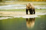 Walking bear reflection, Katmai - Nikon D700, 200-400 f4, 1.4X Walking bear