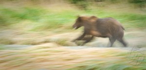 Running Bear, Nikon D700, 200-400 f4, ISO1250 Stay away from my fish!!