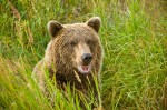 Coastal brown bear portrait, Nikon D700, 200-400 f4 Portrait of happiness