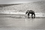 Solitary bear, Kinak Bay, Katmai National Park, Nikon D700, 200-400 f4 Solitary Bear
