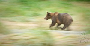 Bear chase, Nikon D700, 200-400 f4 Chasing or braking?
