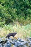 Wolverine, Kinak Bay, Katmai National Park, AK / Nikon D700, 70-200 f2.8+1.4x Gulo Gulo