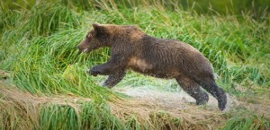 Bear Chase, Nikon D700, 200-400 f4, ISO 1250 The Case Starts...