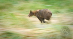 Bear chase, Nikon D700, 200-400 f4 Bear butt swirly