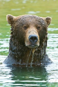 Grizzly Bear