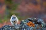 Arctic Ground Squirrel, Nikon D700, 200-400 f4, 1.4X converter Denali Marmot