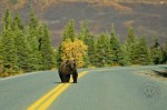 Denali Grizzly Bear, Nikon D700, 200-400, Custom Dodge Charger Windshield filter Denali Grizzly Bear