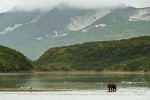 Coastal brown bear and ash covered mountains, Katmai National Park Bears and ash mountains