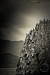 Cormorants in the Shelikof Strait, Alaska