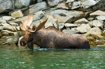 Alaskan wading moose | Nikon D700, 200-400 f4, 1.4X Wading moose