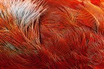 BI9158 Northern cardinal feathers | Nikon D700, 200 mm macro Cardinal feathers