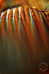 BI9159 Northern cardinal feather abstract | Nikon D700, 200 f4 macro Cardinal feathers