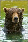 coastal brown bear in water Katmai National Park Alaska