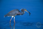 BI3531: Tri-colored Heron with shrimp, Florida | Nikon F5, 500 f4 AFS, Velvia