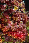 FI4589 Scorpionfish portrait, Galapagos , Nikon F100, Aquatica housing Scorpionfish camouflage